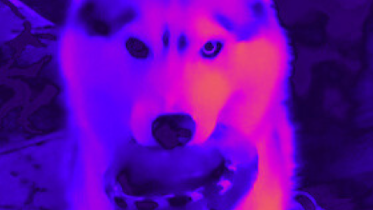 Image of a Siberian Husky with a toy in her mouth with colors rendered in shades of magenta and blue, dog training, conformation dog training, conformation seminars, conformation dog show, wagalicious, Sandy Weaver