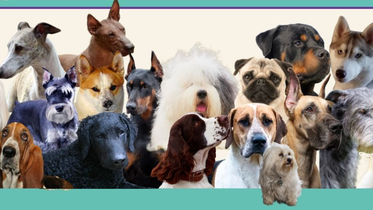 A composite picture of a lot of different breeds of dogs, dog show, dog training, conformation, conformation dog show, conformation dog training, conformation seminar, wagalicious, Sandy Weaver