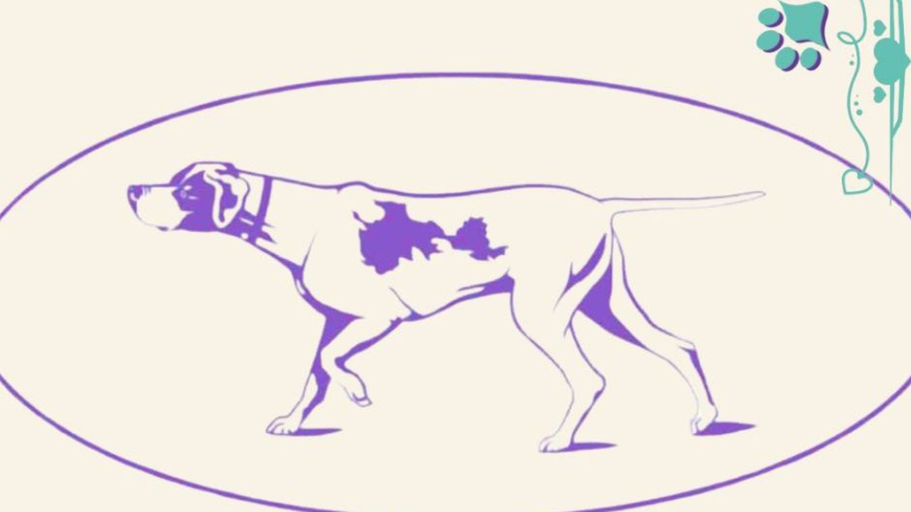 Westminster Kennel Club logo, Sensation the Pointer, conformation sports, conformation shows, conformation training, conformation seminars, Sandy Weaver