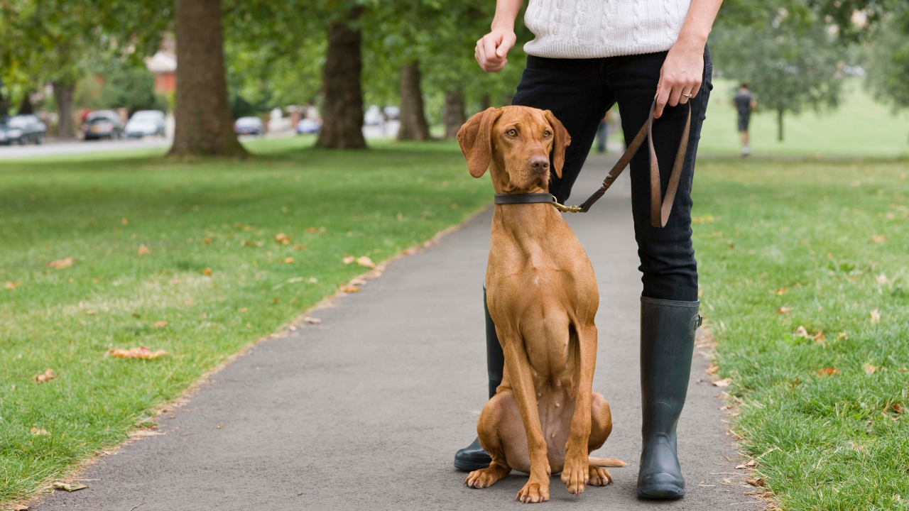 Dog scared to walk