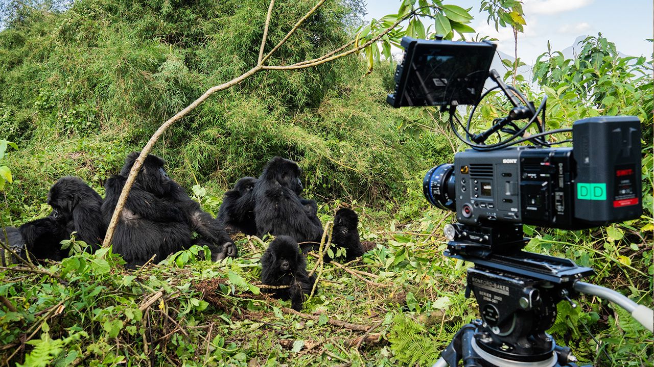 Wildlife filmmaking