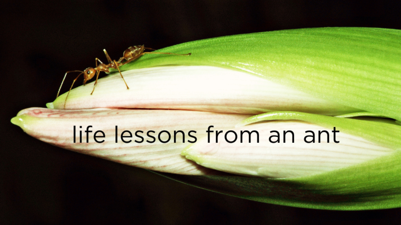 How to follow your bliss, lessons from an ant