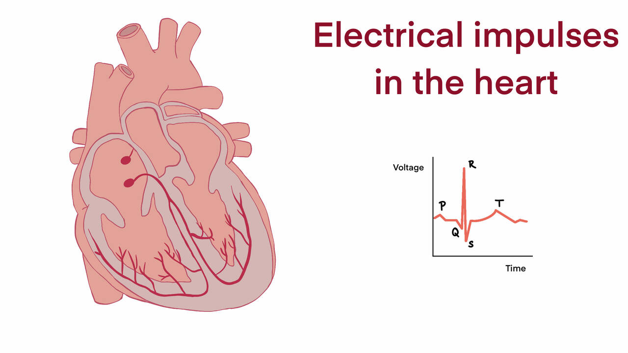 Electrical impulses in the heart