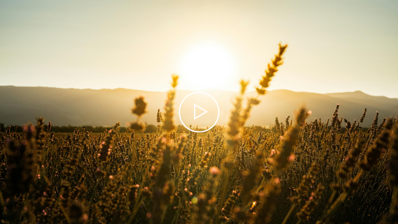 field with rising sun