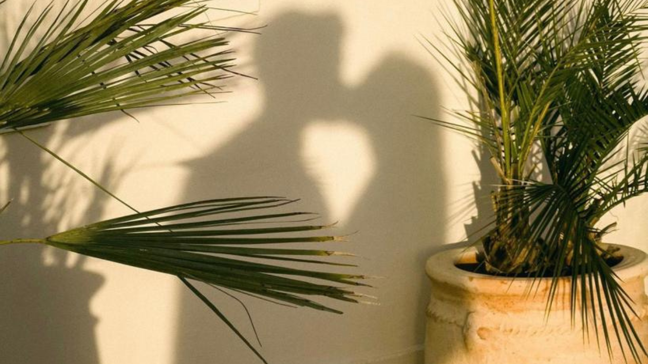 couple kissing and seeing the shadow on the wall with palm trees