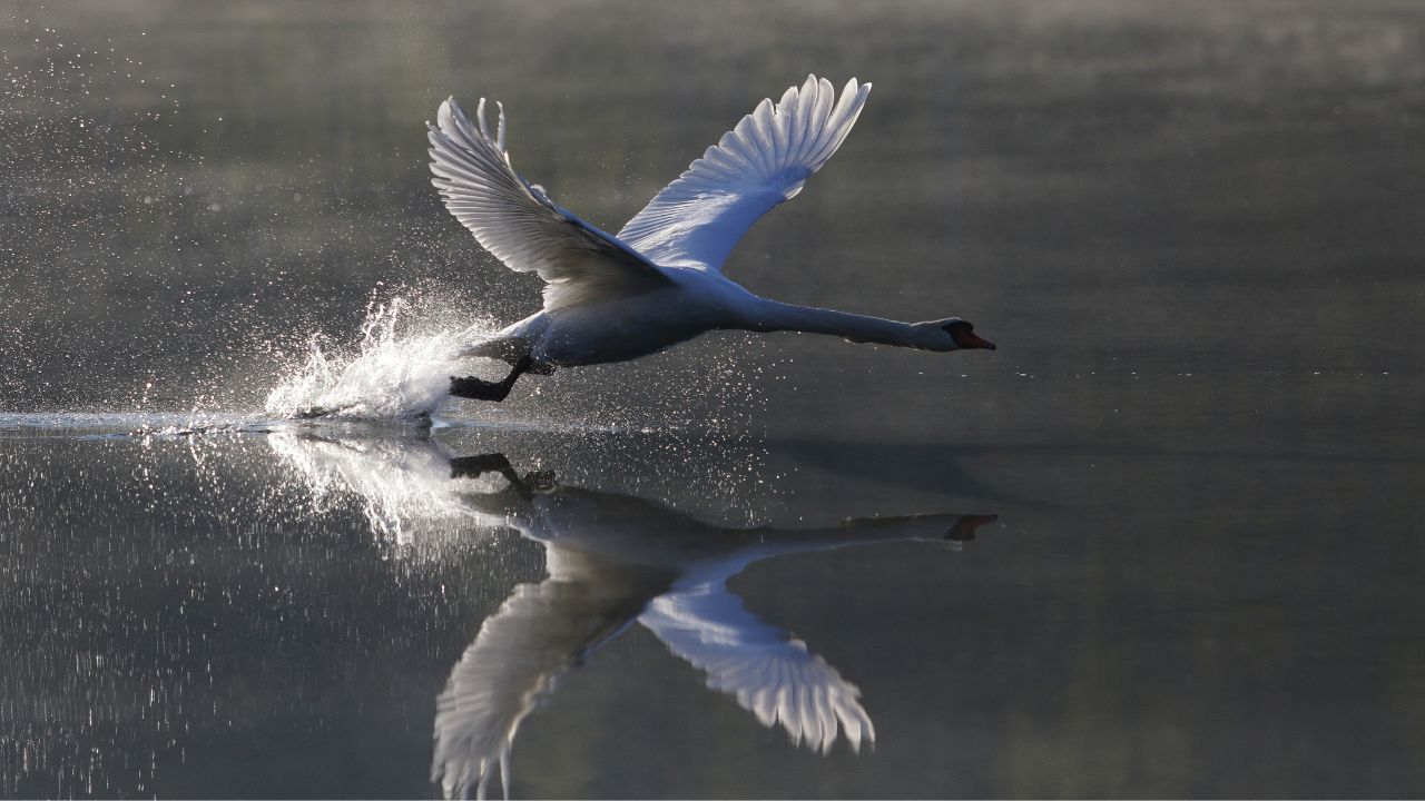 Swan taking off low over the water, splashing. Mirror image on the water.