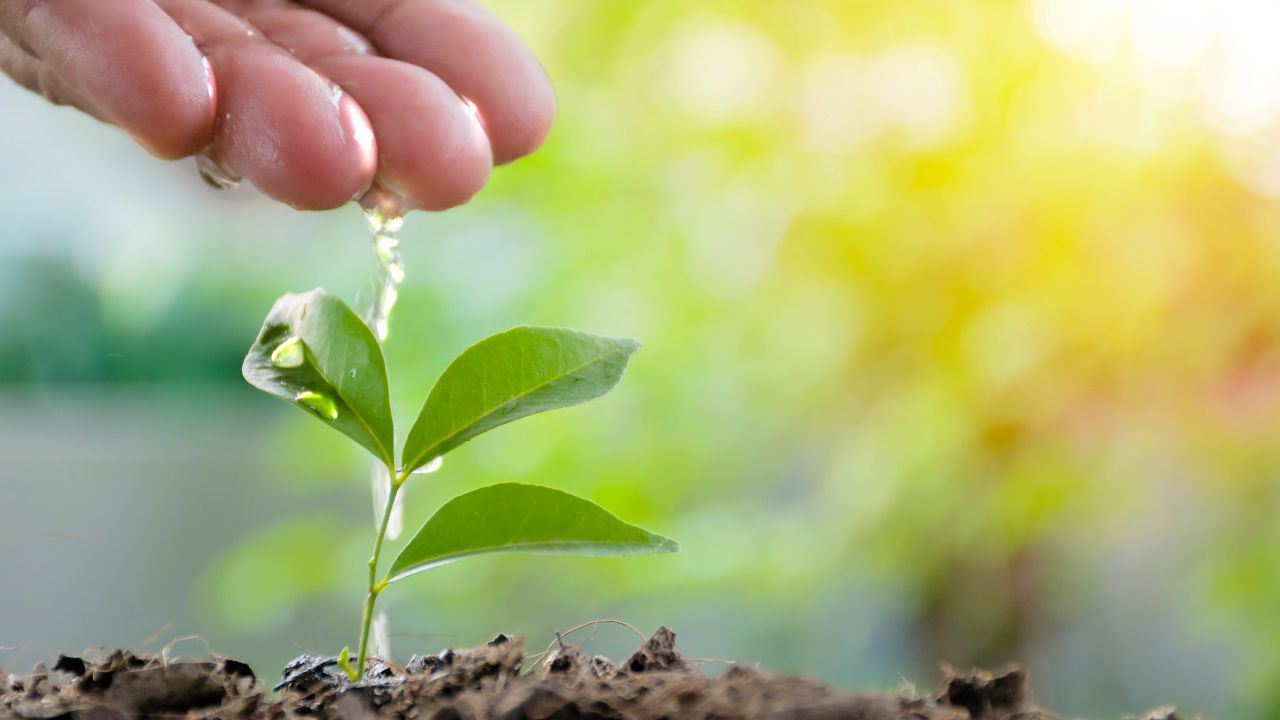 Watering a growing tree