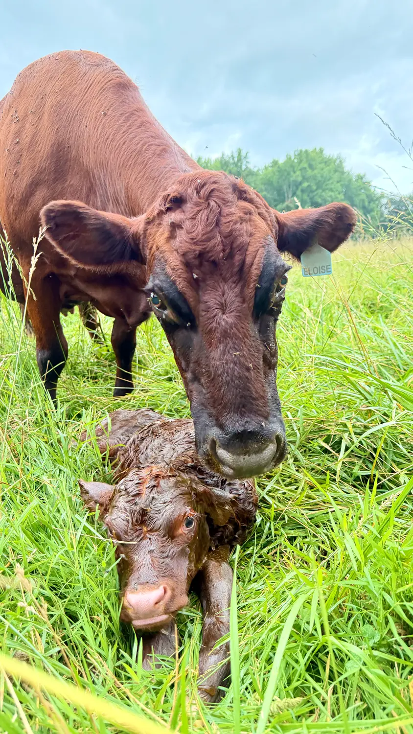 Dexter cow Eloise standing protectively over her newborn heifer calf after a safe sunny-side-up delivery