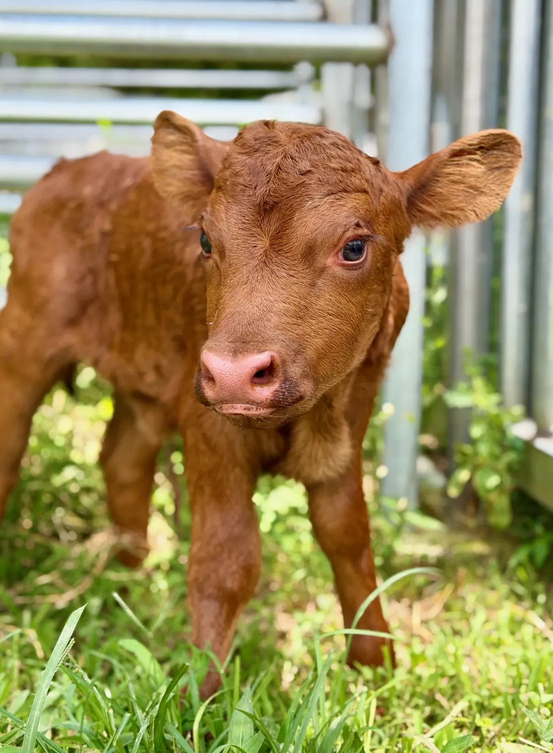 Bright red Dexter heifer calf Pippi standing in the grass about 12 hours after her sunny-side-up delivery