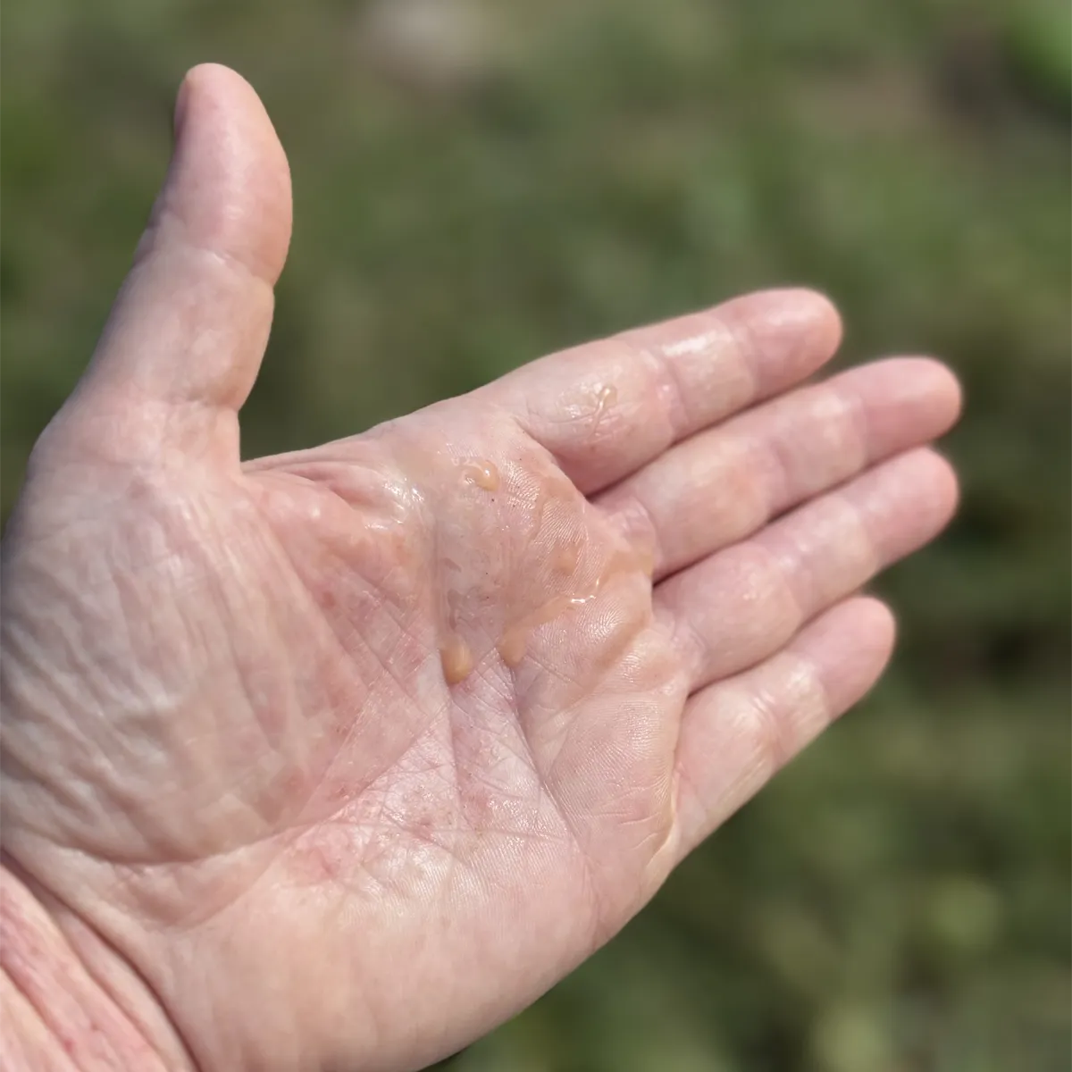 Dexter cow colostrum in hand about 12 hours after bloody colostrum, showing clearer appearance