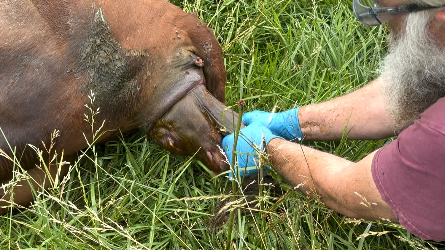 Dexter cow Eloise delivering a sunny-side-up calf in the pasture while my husband assists with gloved hands