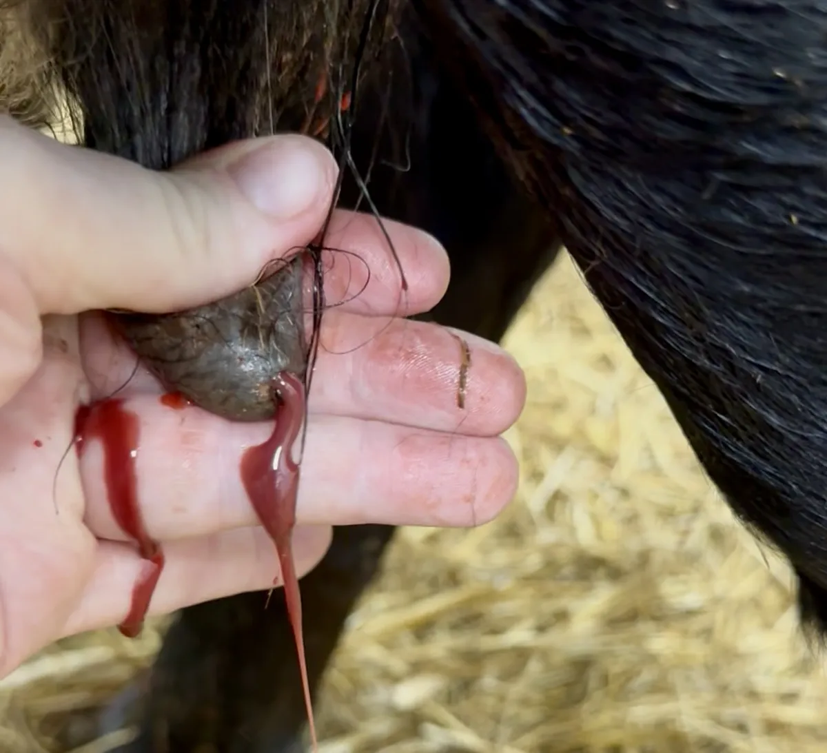 Fresh Dexter cow producing bloody colostrum during first milking — a rare but temporary condition