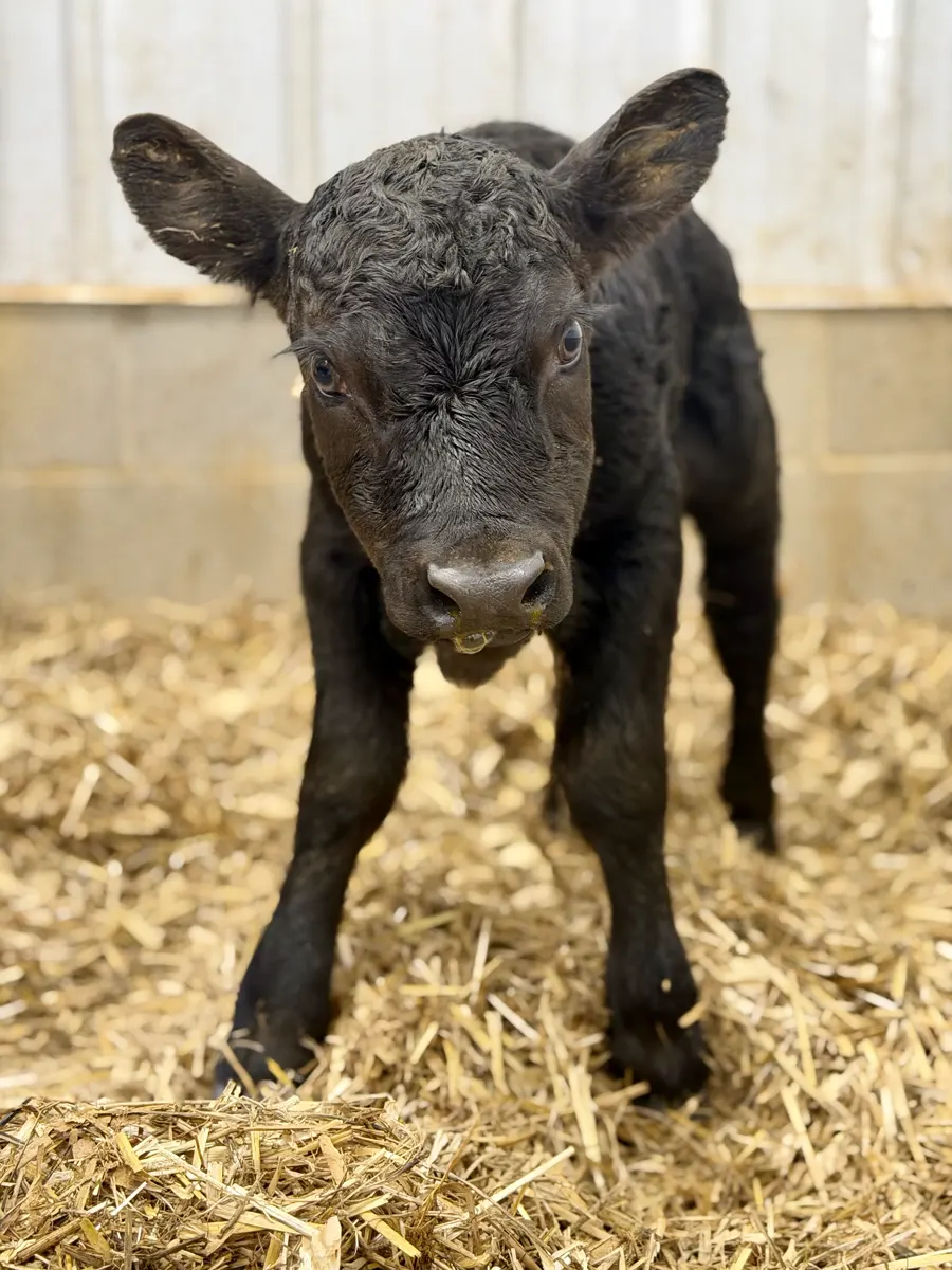 Dexter calf recovering after colostrum following a difficult en caul birth