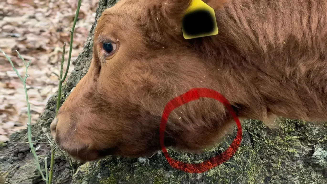 Profile view of a yearling Dexter heifer showing a localized swelling beneath the jawline, circled to indicate the area of concern prior to veterinary evaluation.