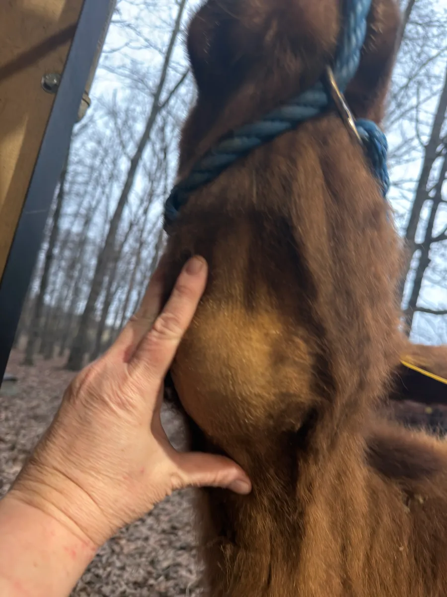 External swelling along the lower jaw and neck of a yearling Dexter heifer prior to veterinary evaluation; no open wounds or signs of systemic illness.