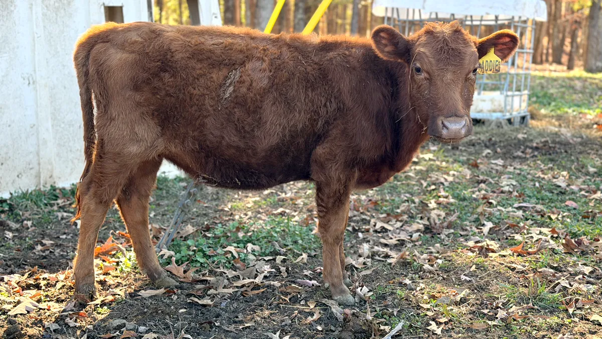 Yearling Dexter heifer standing calmly after treatment, alert and eating normally, showing no signs of systemic illness.