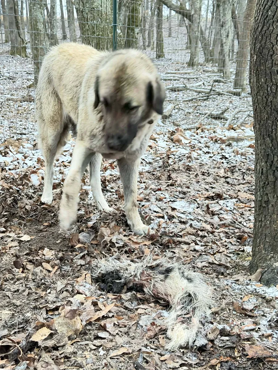 Remains of a skunk in leaf litter after being dispatched by livestock guardian dogs near a cattle paddock.