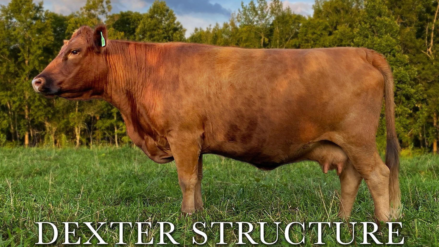 Dexter Cattle Structure