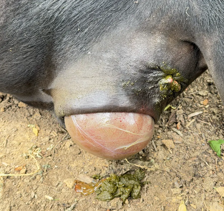 Close-up of thick vascular intact membranes during an en caul Dexter calf birth