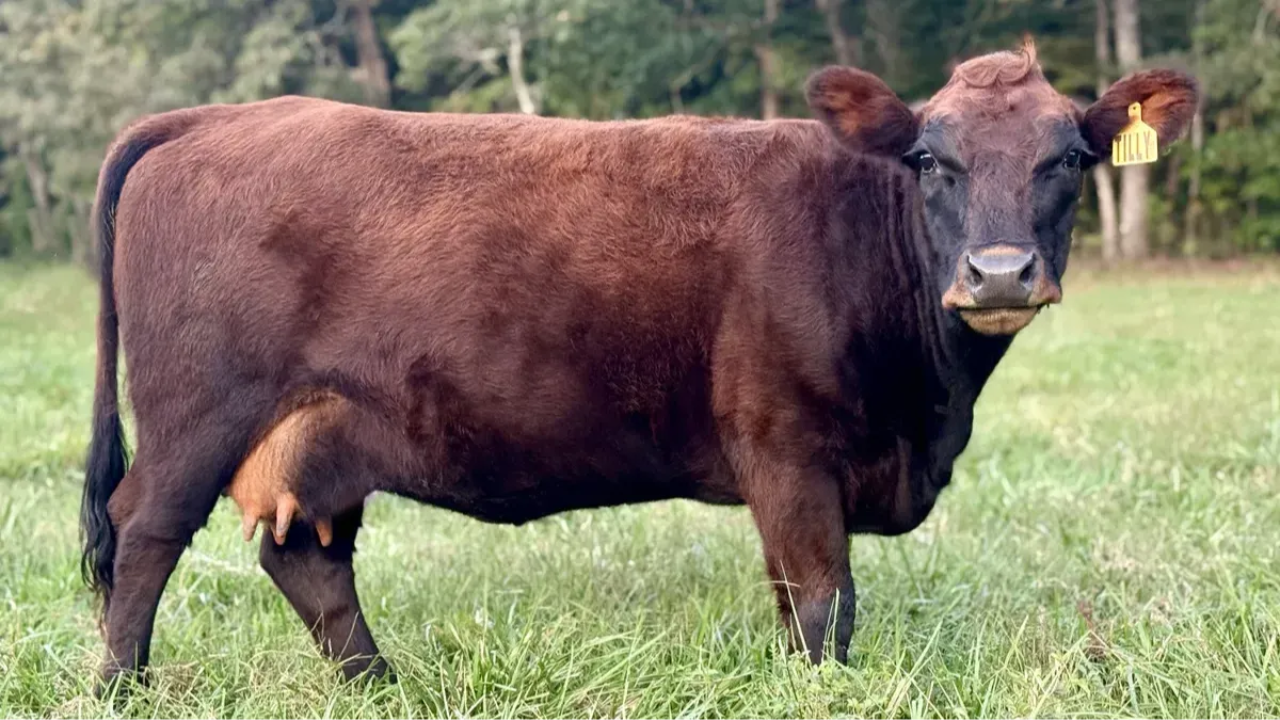 Dexter cow named Tilly standing alert in a grassy pasture with a full coat and a yellow ear tag, photographed during her dry period at Mountain Heritage Farm.