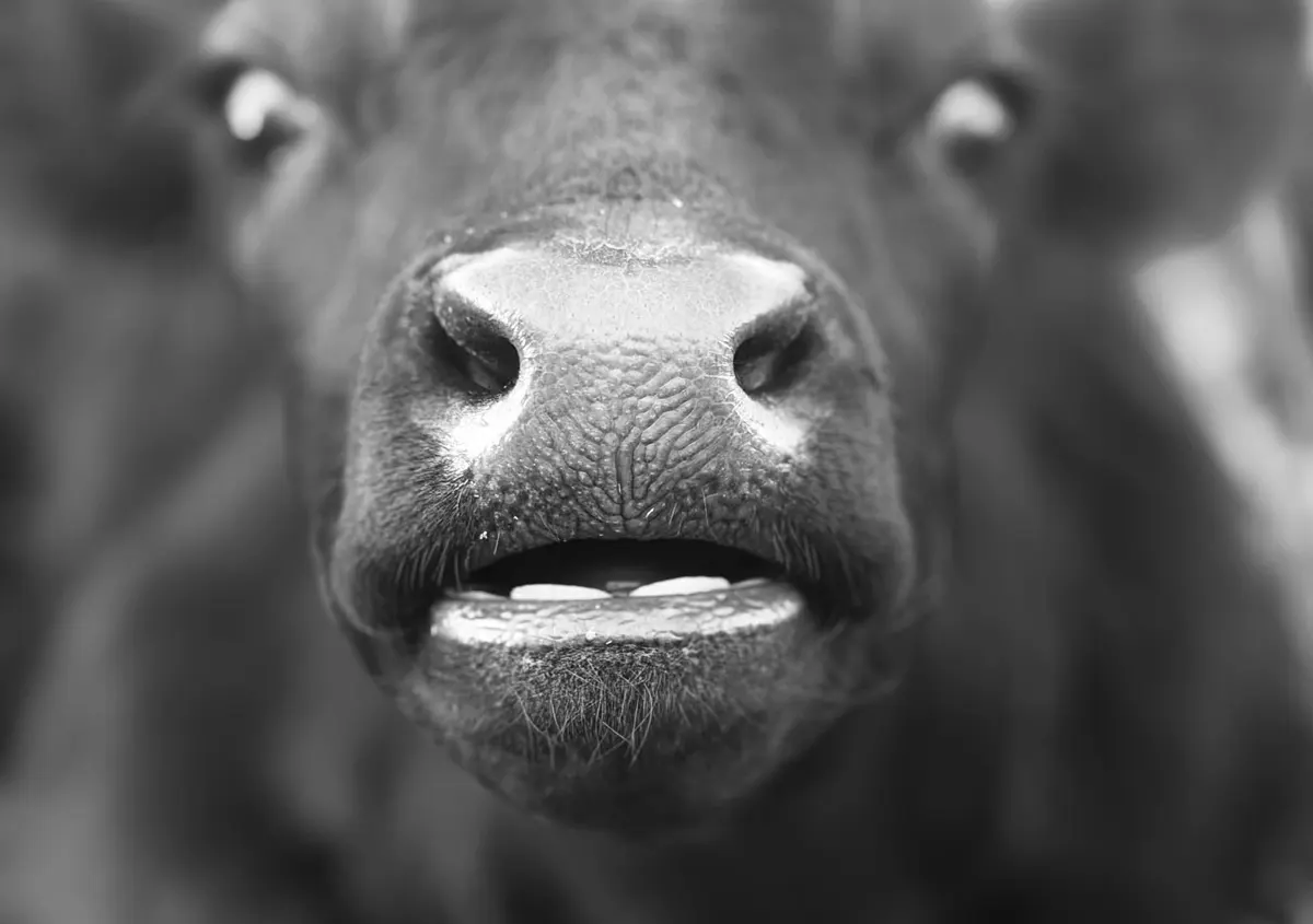 Close-up black-and-white photograph of a Dexter calf’s mouth showing erupted lower front teeth beneath the upper dental pad.