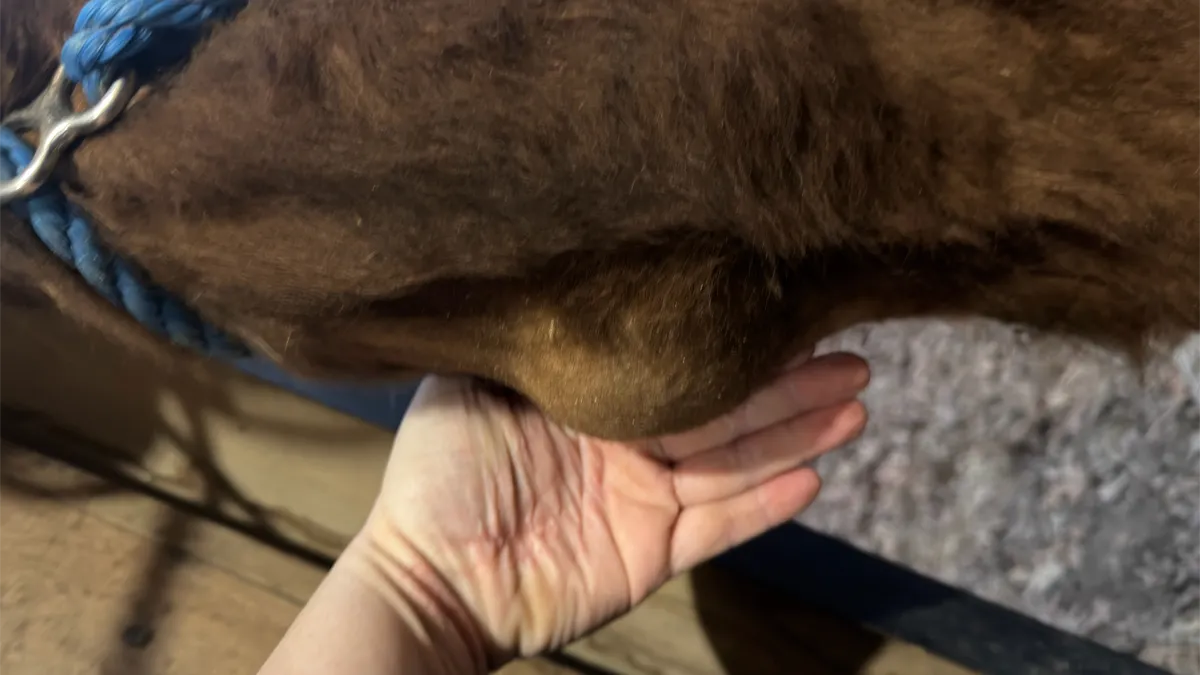 Hand used for scale reference to show the size and location of a suspected abscess on the neck of a yearling Dexter heifer.