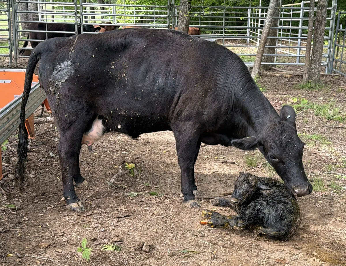 Delayed expulsion of dark meconium-stained fluid after an en caul Dexter calf delivery