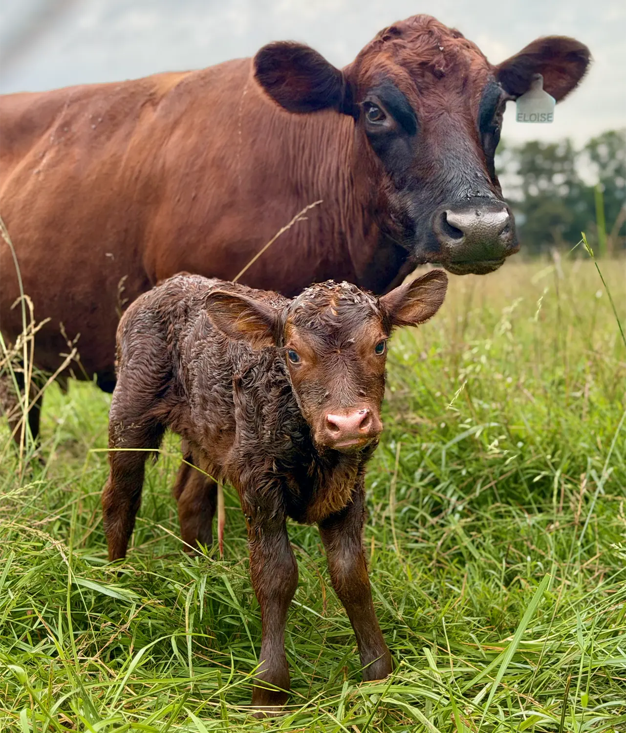 Newborn Dexter heifer calf Pippi standing in the pasture beside her dam Eloise shortly after delivery
