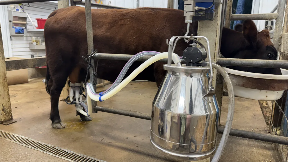 Tilly, our Dexter cow, standing calmly in the stanchion connected to the milking claw.