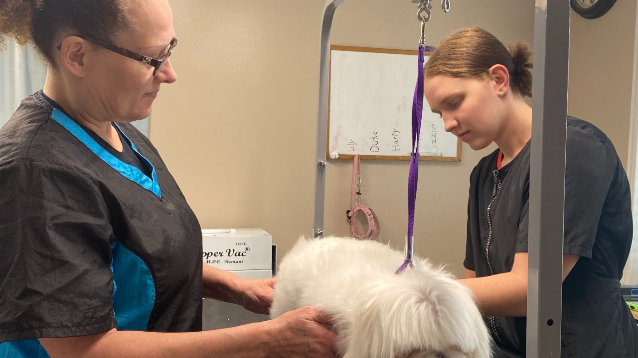 Salon owner teaching apprentice in a professional pet grooming salon.