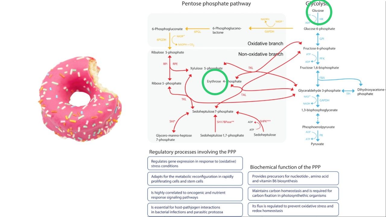 The Pentose Phosphate pathway and a doughnut