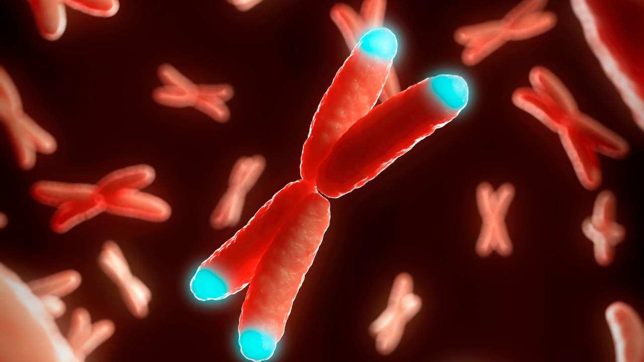 chromosomes, telomeres, and DNA and biological aging