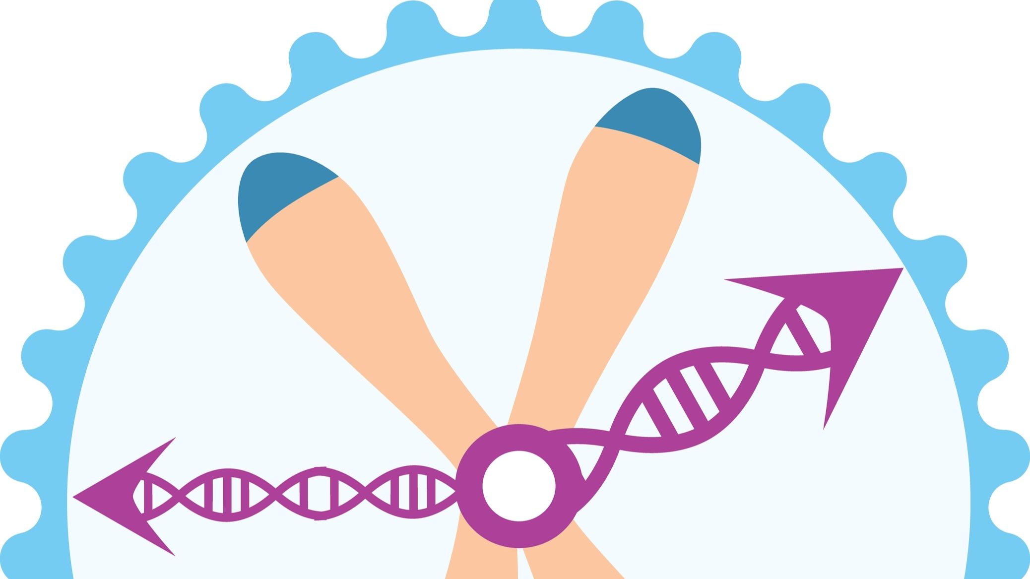 biological clock telomere DNA