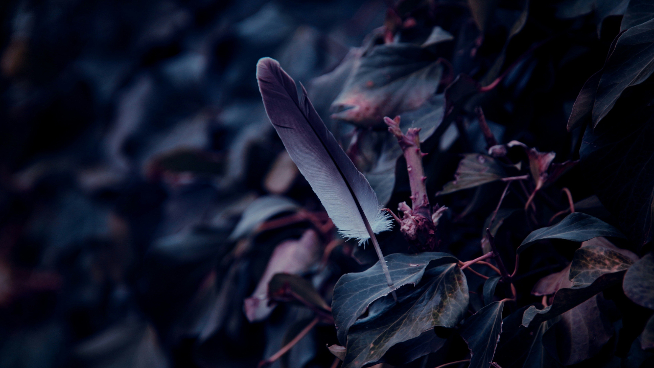 A feather as a message from spirit