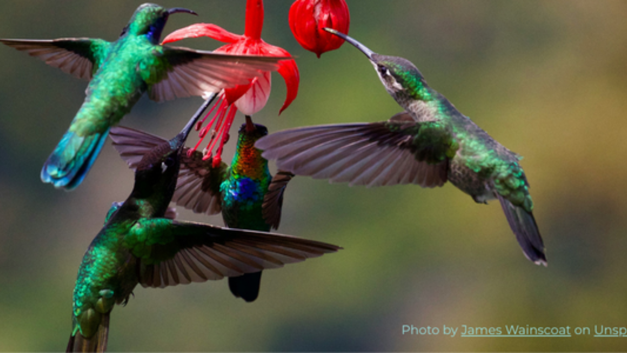 A charm of hummingbirds