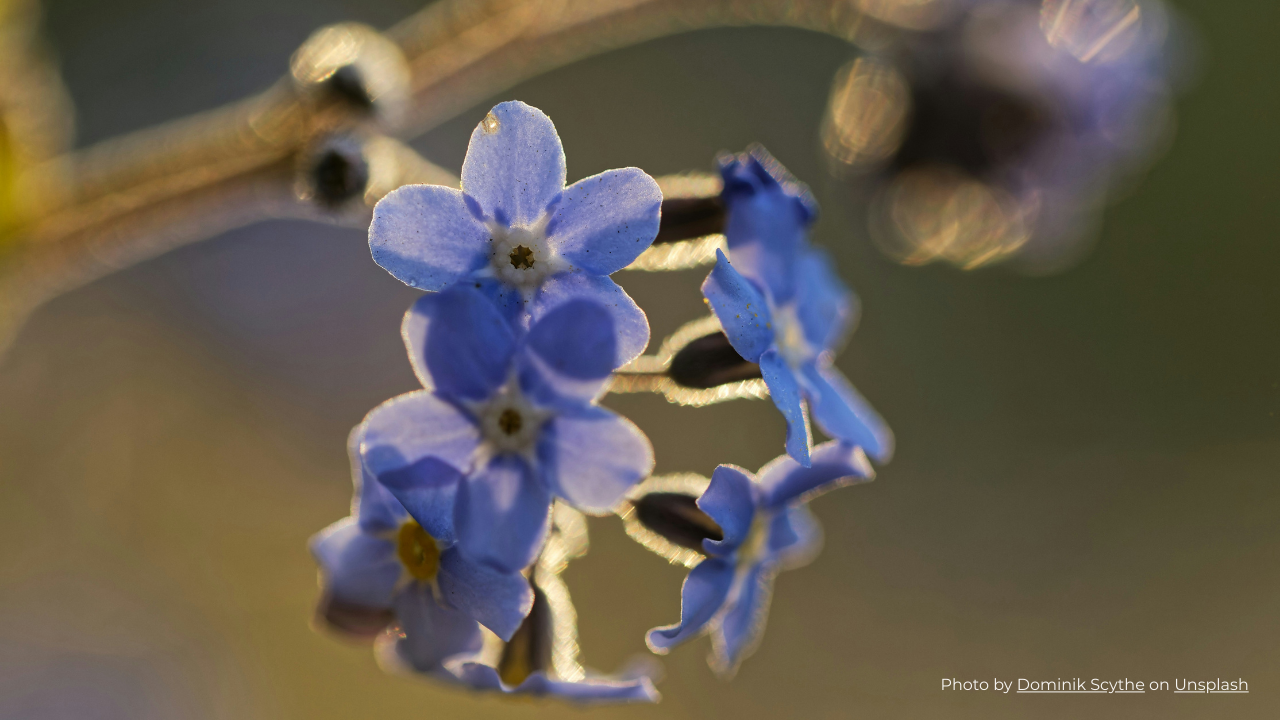 Blue forget-me-not flowers, symbol of remembering our loved ones who have died.