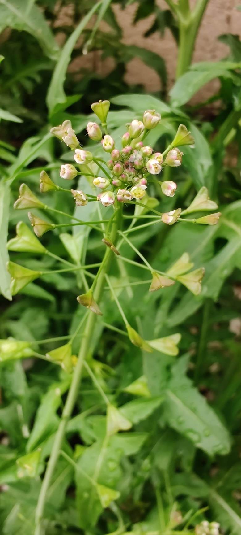 NMSU Plant Clinic: Shepherd's purse (Capsella bursa-pastoris)