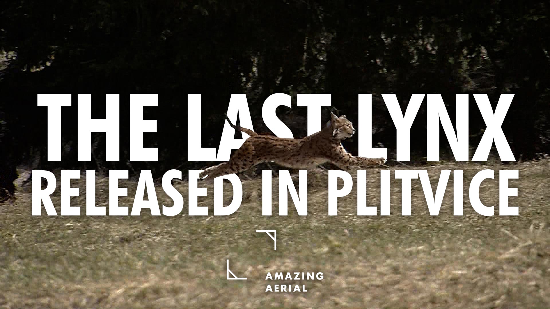 The project LIFE Lynx has spent the past few years releasing lynx in Croatia and Slovenia to save the failing population. Amazing Aerial CEO Paul Prescott captured the project’s last release in Croatia for this video story.