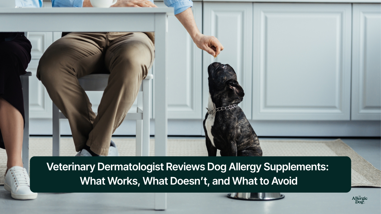 Dog allergy supplement reviewed by veterinary dermatologist