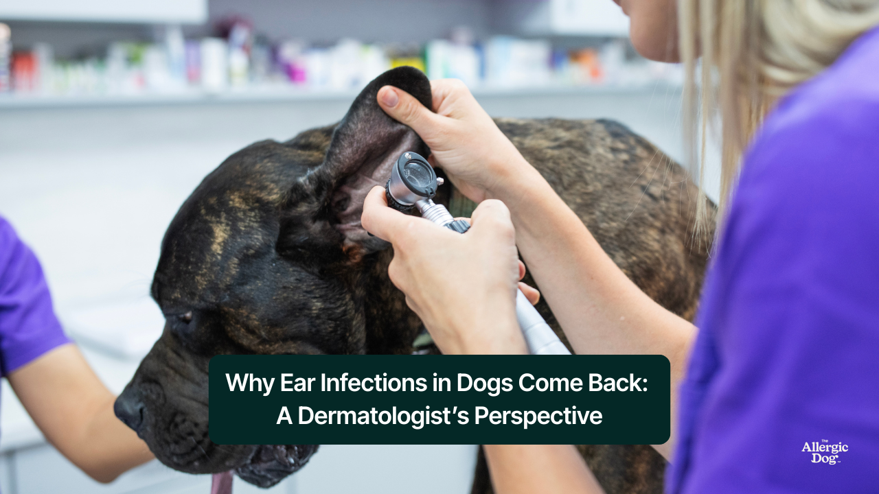 Dog with recurring ear infection scratching ear – The Allergic Dog™ Blog