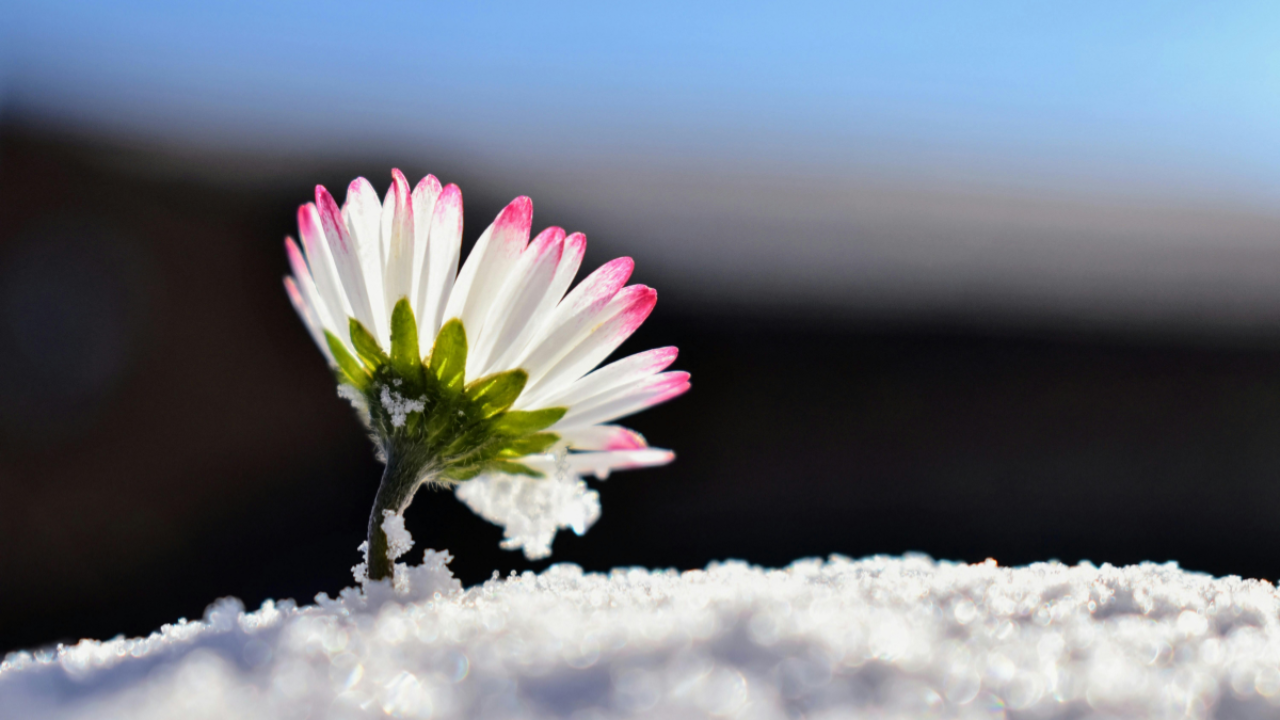 Delicate white flower with pink-tipped petals growing through snow, symbolizing resilience, renewal, and identity emerging after hardship.