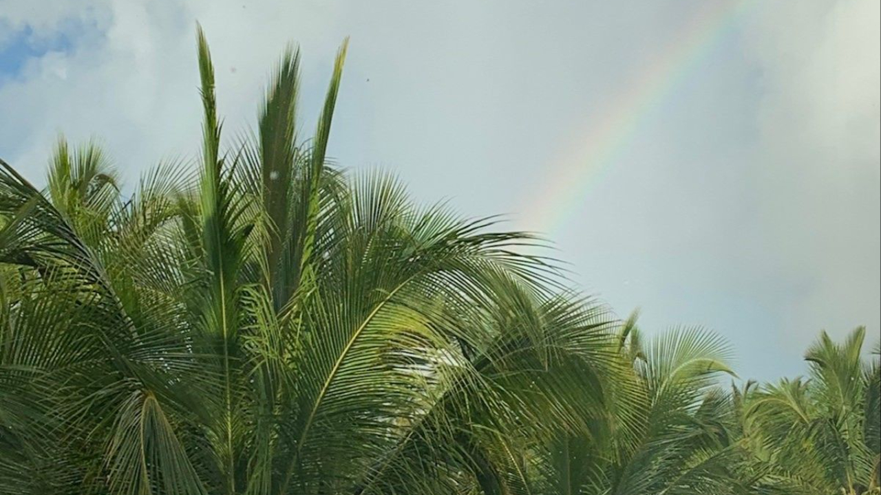 Lush green tropical palm trees with a rainbow and clouds above it. 