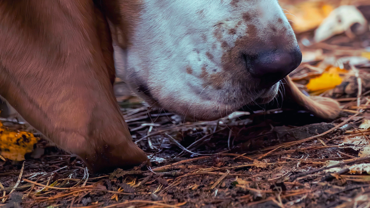 What is a Red Herring? How to Mislead Readers Without Cheating Them