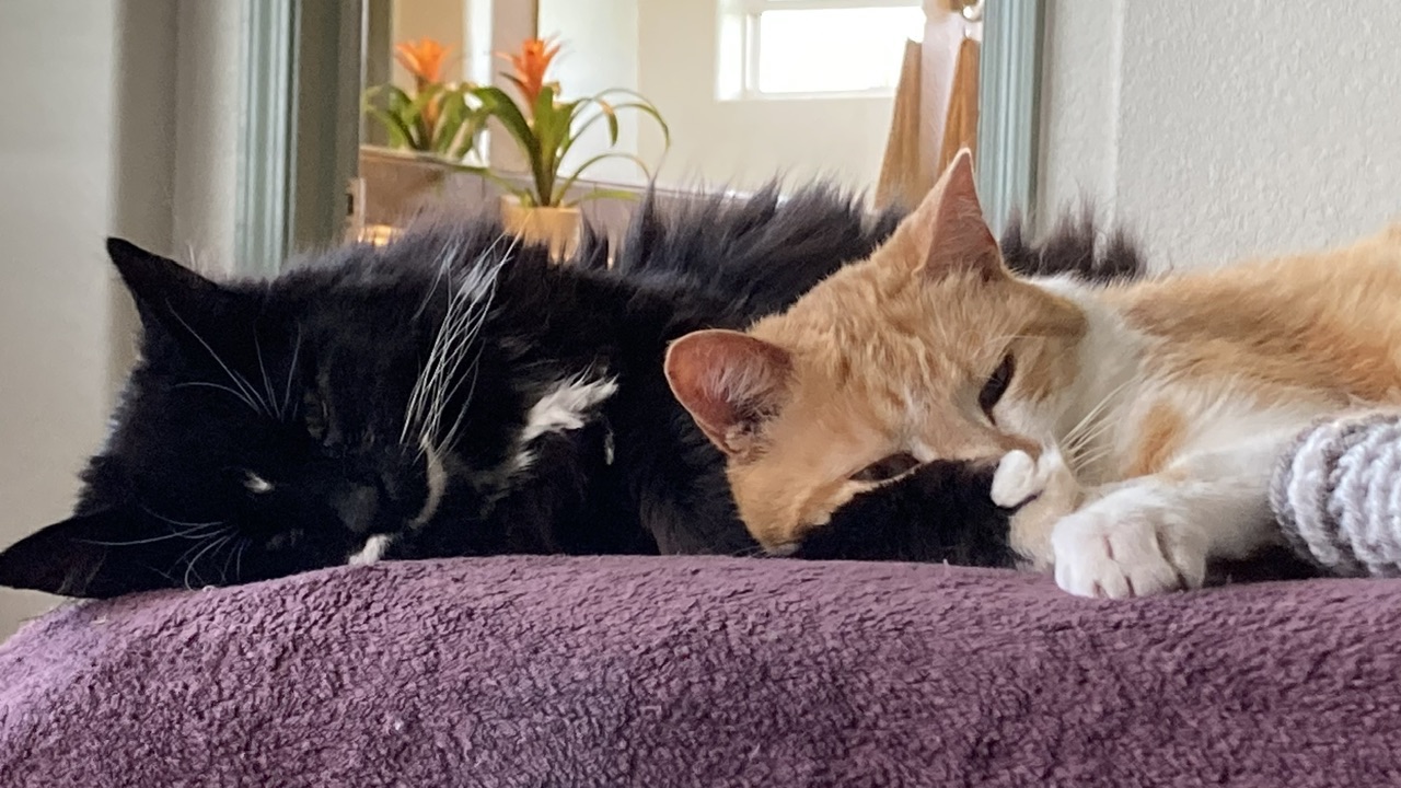 Two cats cuddling