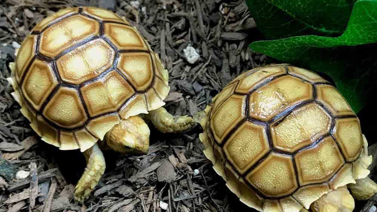 Two turtles