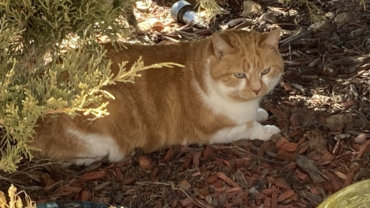 Cat under bush