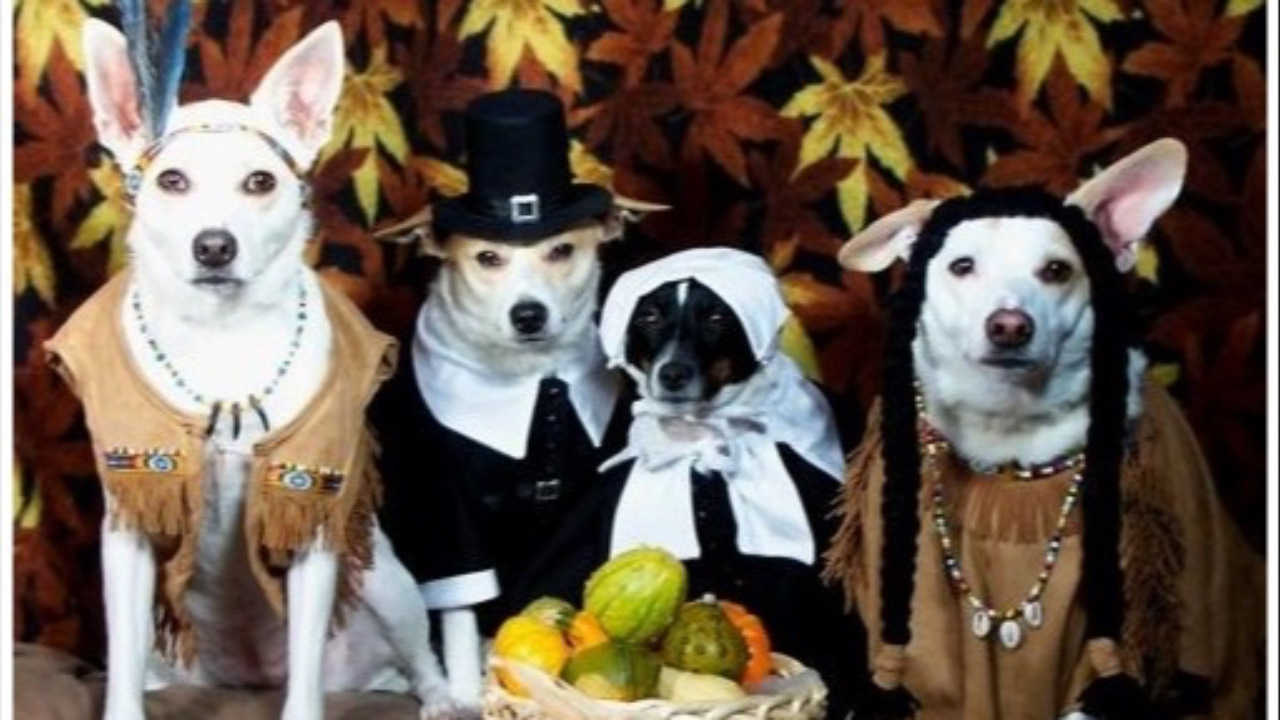 Thanksgiving dogs