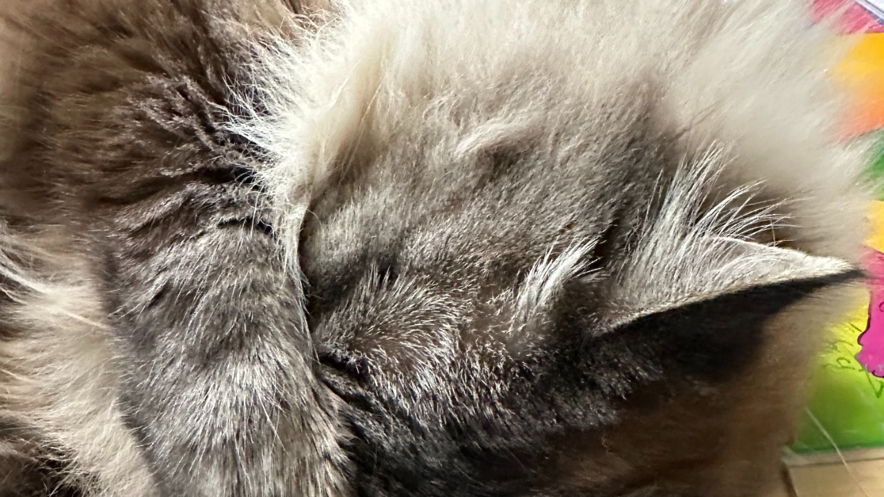 Cat with Paw over face