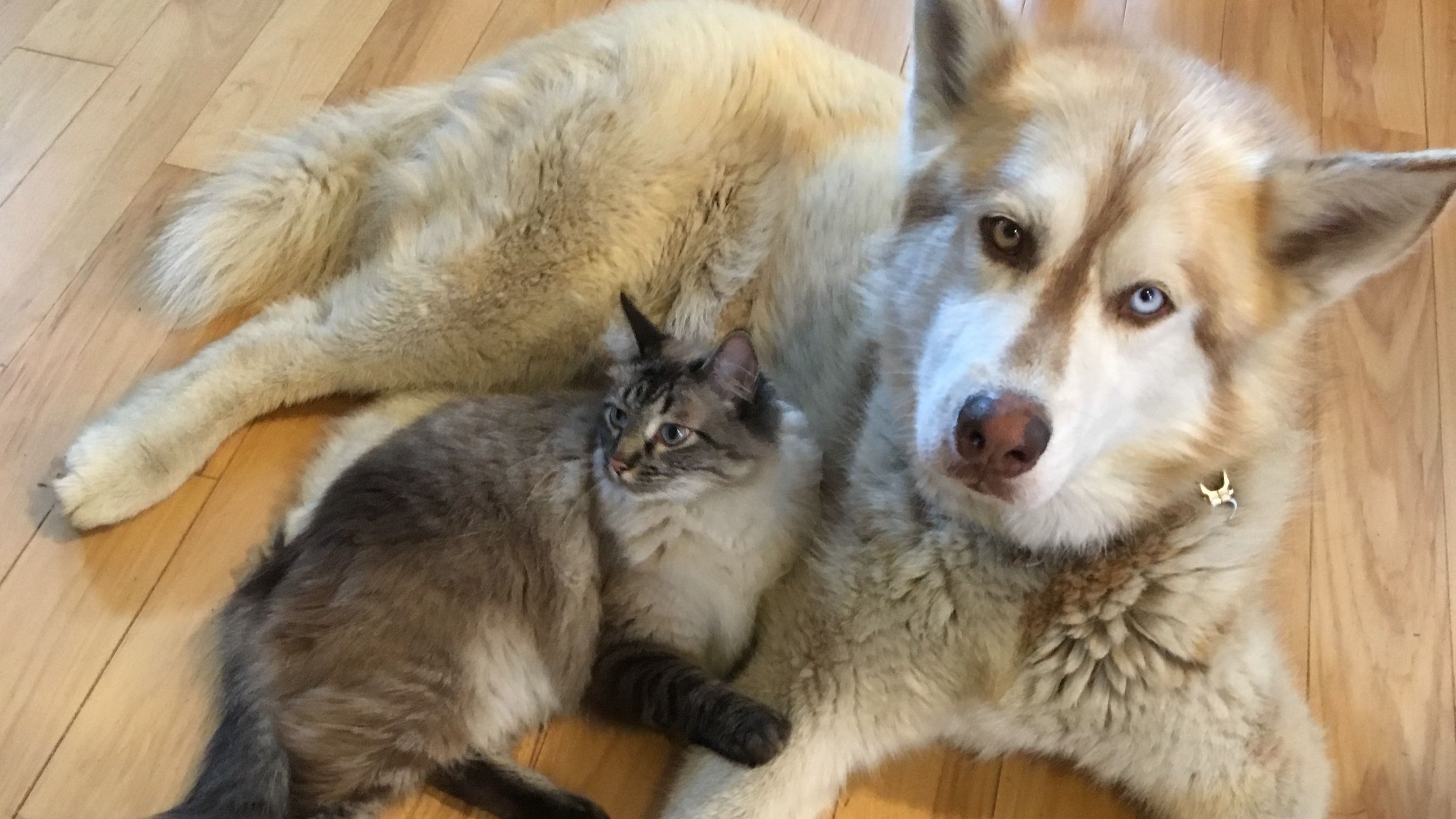 Cat and Dog cuddling