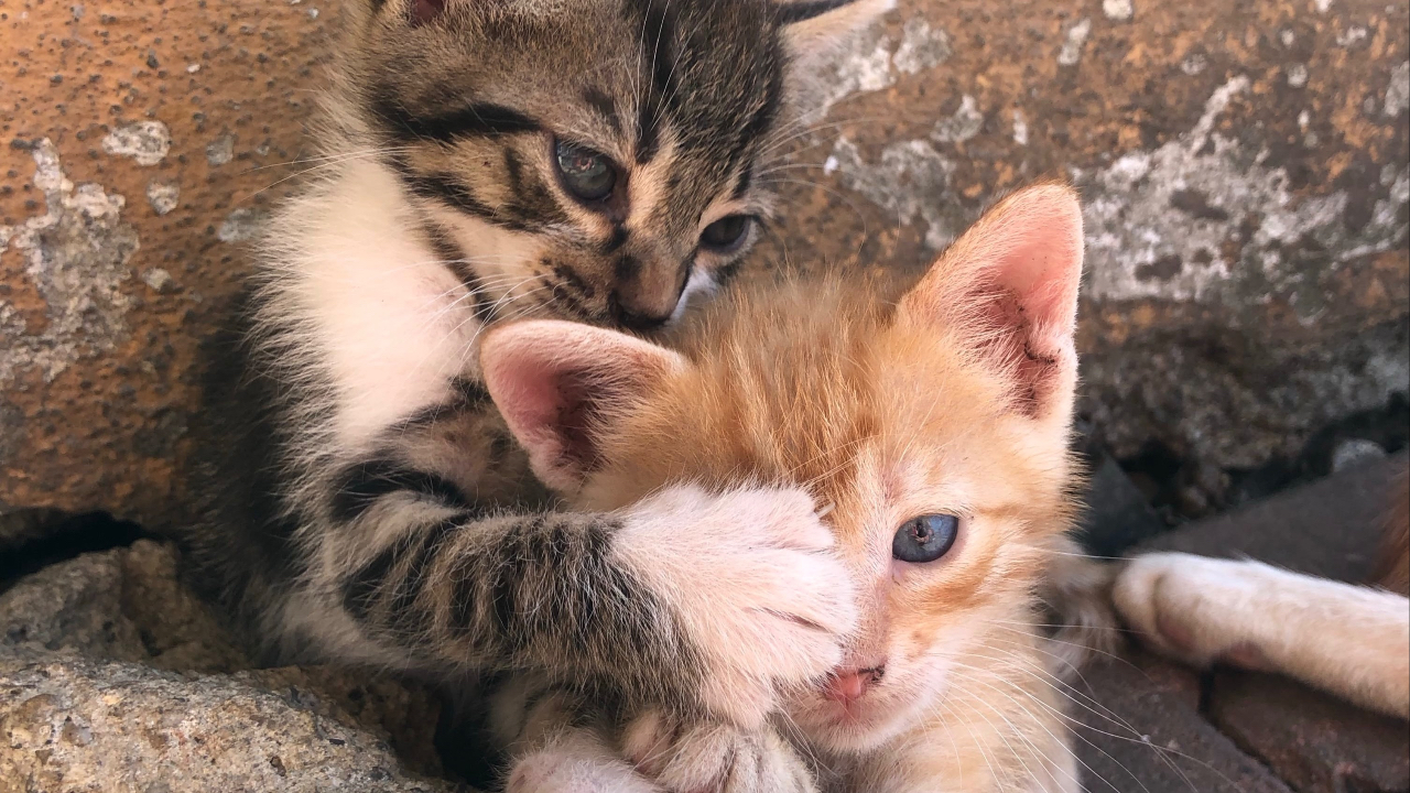 Kittens